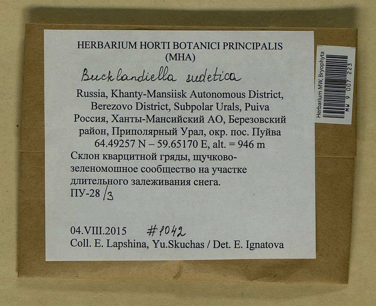 Bucklandiella sudetica (Funck) Bedn.-Ochyra & Ochyra, Bryophytes, Bryophytes - Western Siberia (including Altai) (B15) (Russia)