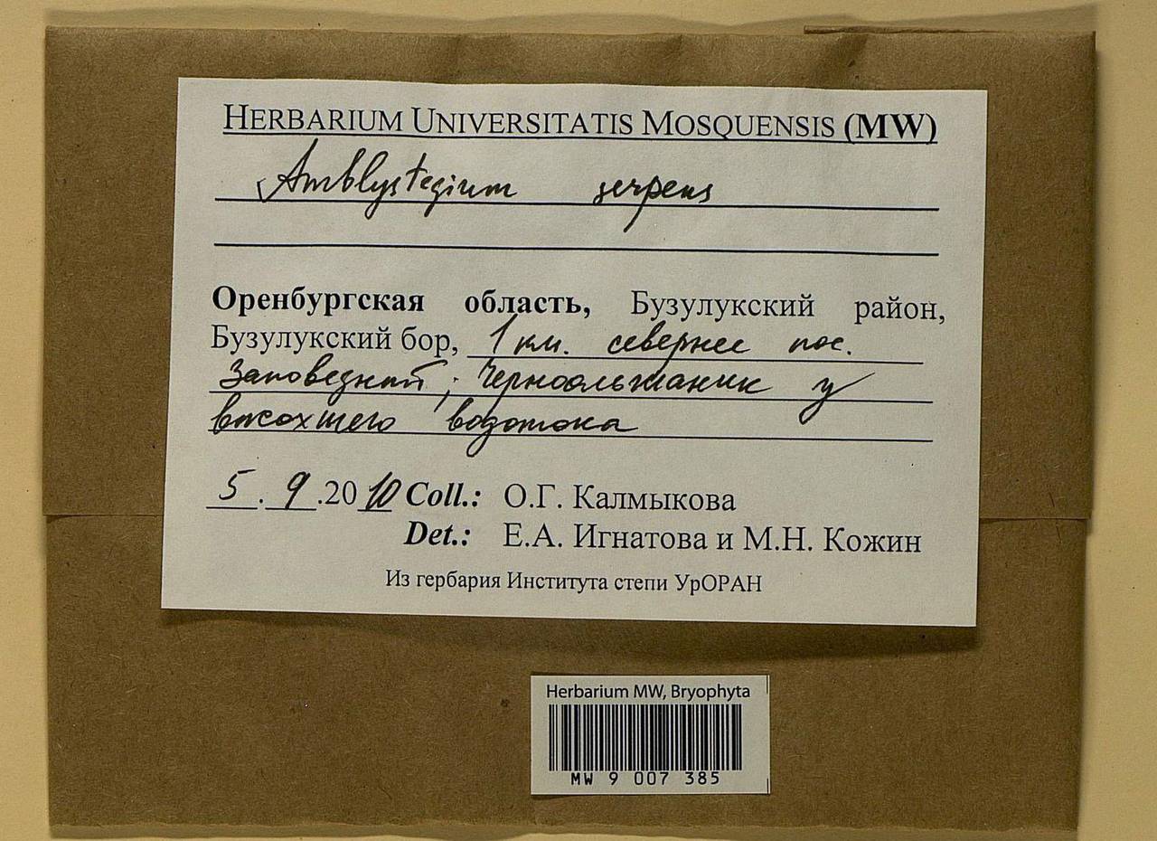 Amblystegium serpens (Hedw.) Schimp., Bryophytes, Bryophytes - South Urals (B14) (Russia)