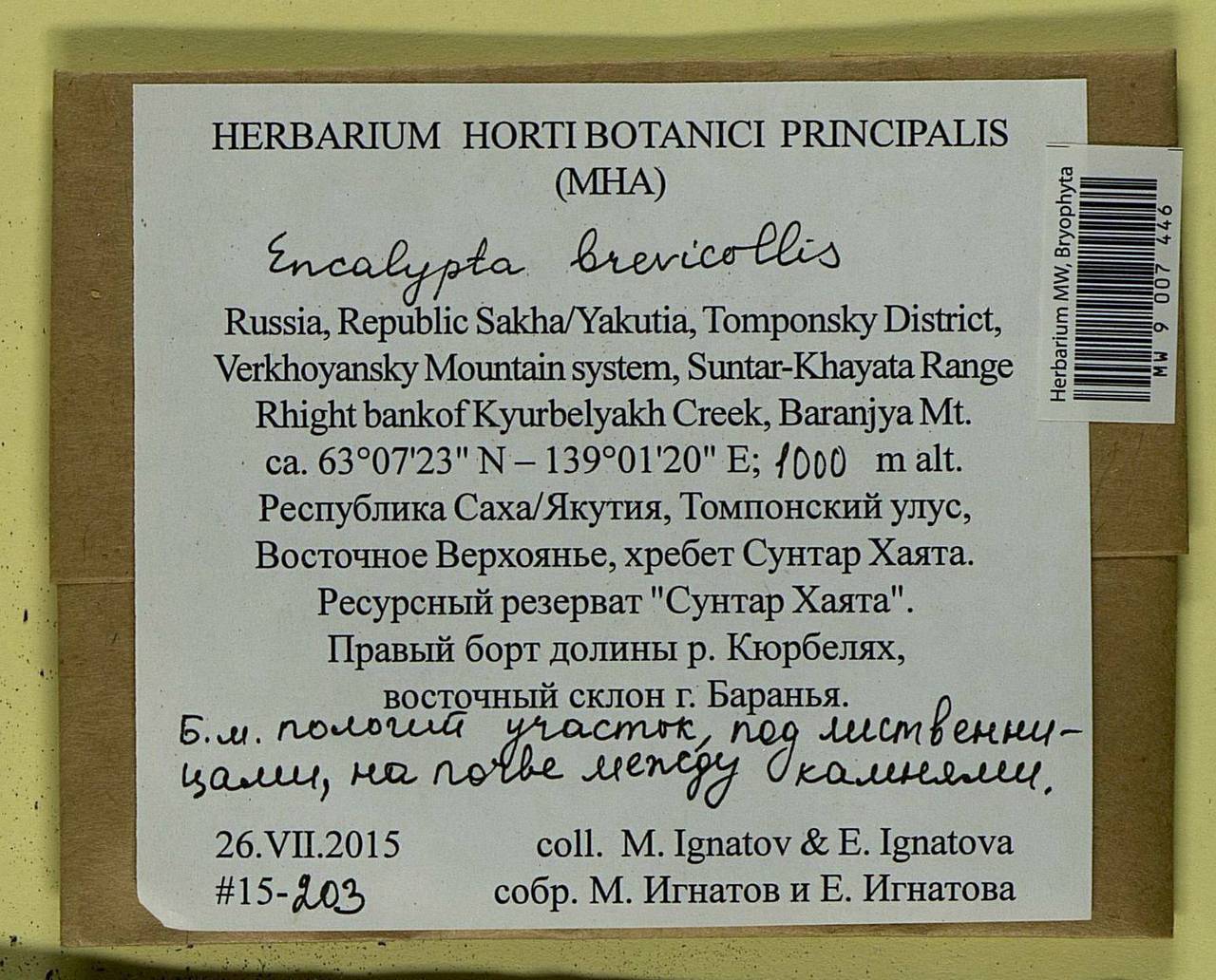 Encalypta brevicolla (Bruch & Schimp.) Ångstr., Bryophytes, Bryophytes - Yakutia (B19) (Russia)