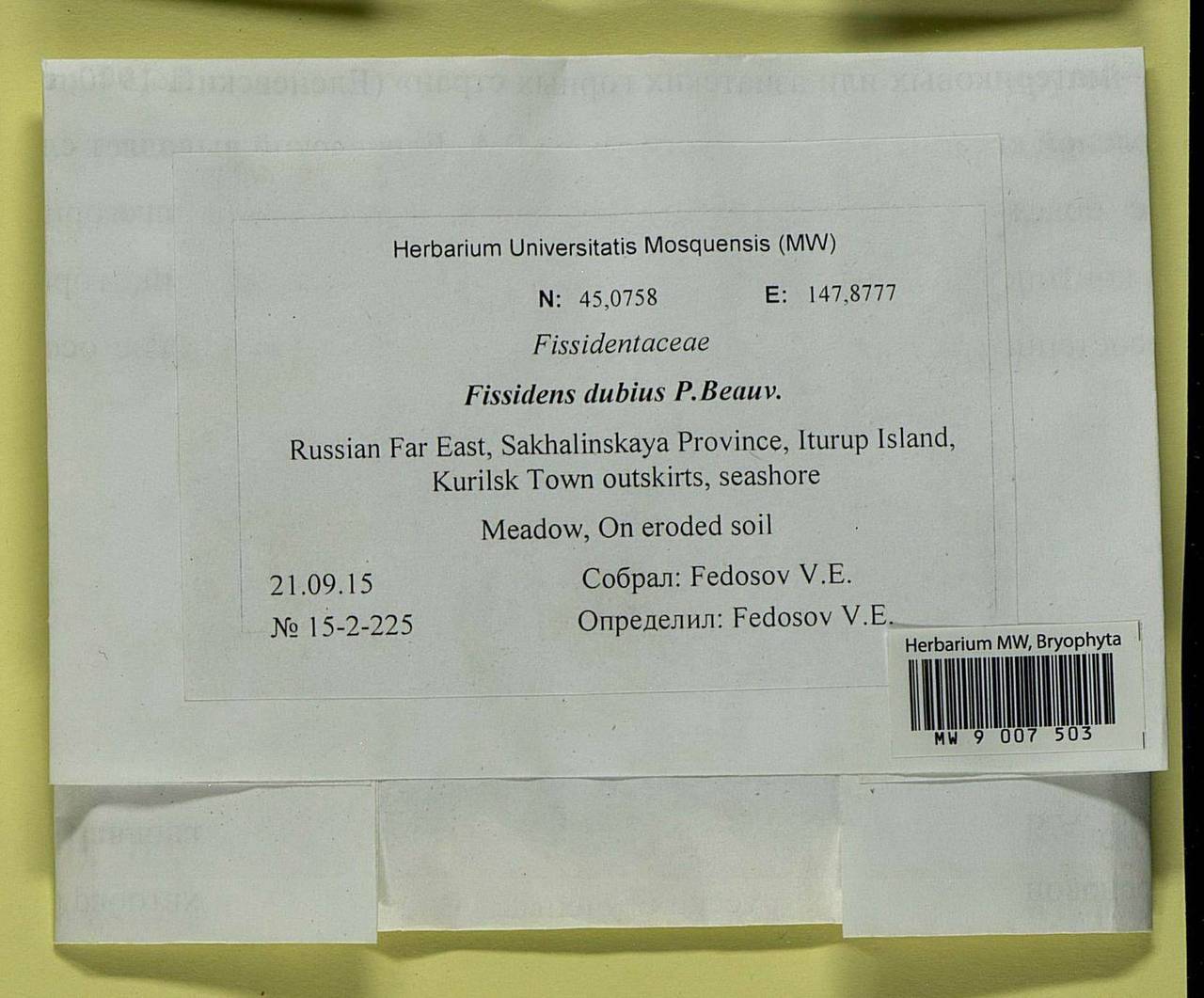 Fissidens dubius P. Beauv., Bryophytes, Bryophytes - Russian Far East (excl. Chukotka & Kamchatka) (B20) (Russia)