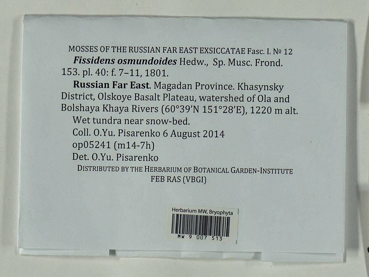 Fissidens osmundioides Hedw., Bryophytes, Bryophytes - Chukotka & Kamchatka (B21) (Russia)