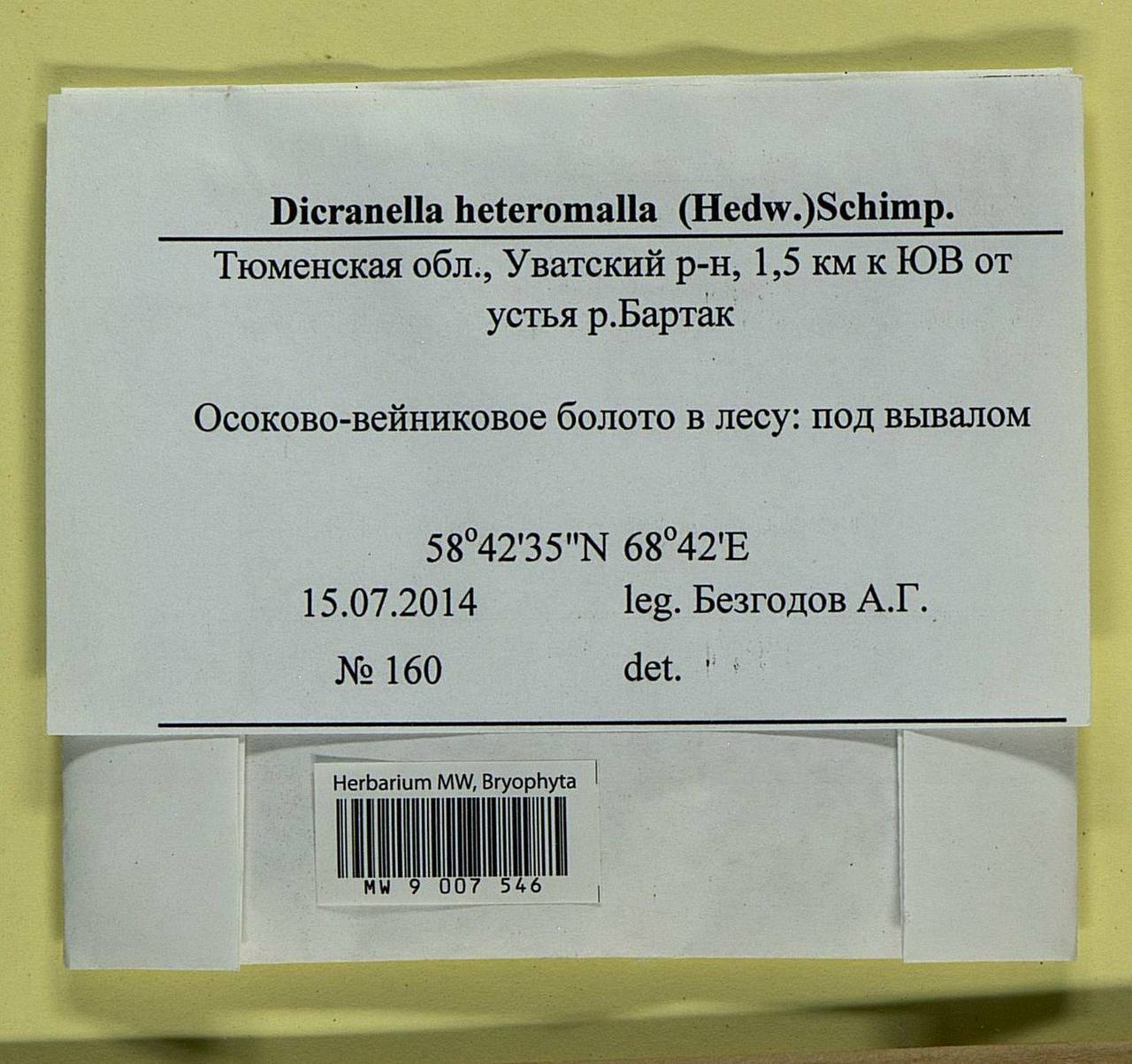 Dicranella heteromalla (Hedw.) Schimp., Bryophytes, Bryophytes - Western Siberia (including Altai) (B15) (Russia)