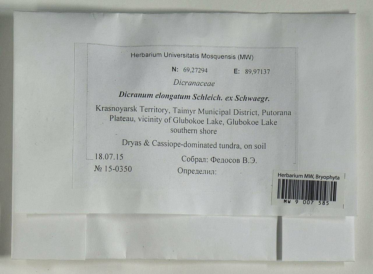 Dicranum elongatum Schleich. ex Schwägr., Bryophytes, Bryophytes - Krasnoyarsk Krai, Tyva & Khakassia (B17) (Russia)