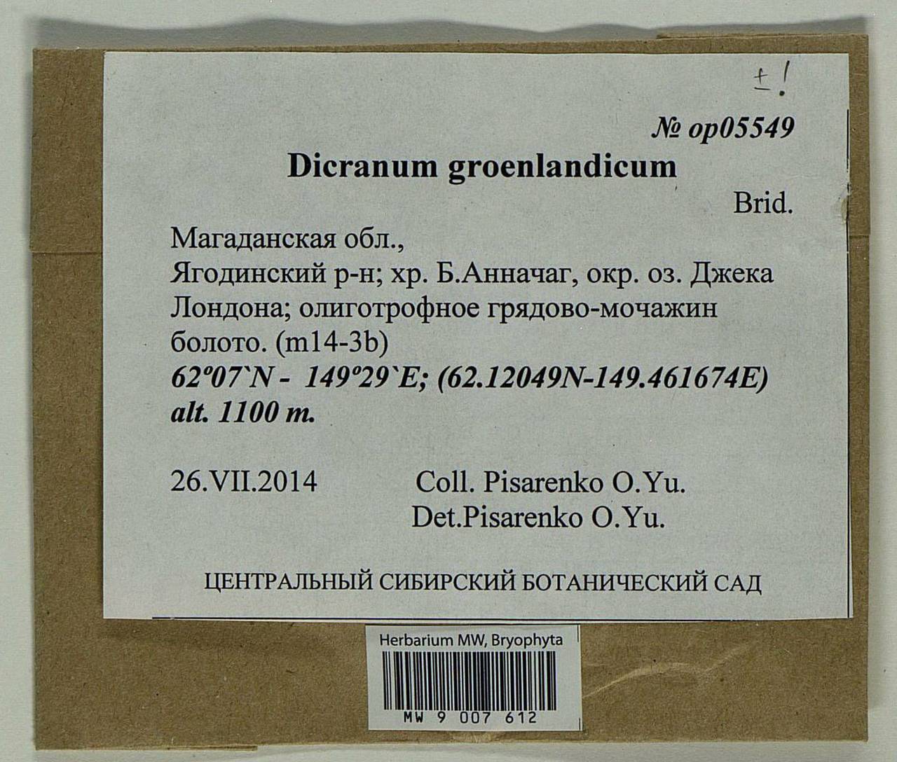 Dicranum groenlandicum Brid., Bryophytes, Bryophytes - Chukotka & Kamchatka (B21) (Russia)