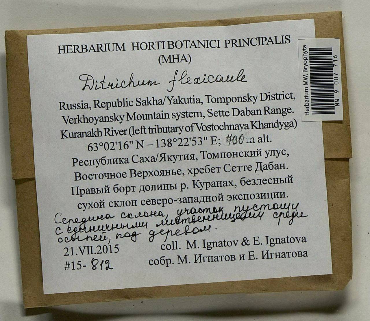 Flexitrichum flexicaule (Schwägr.) Ignatov & Fedosov, Bryophytes, Bryophytes - Yakutia (B19) (Russia)