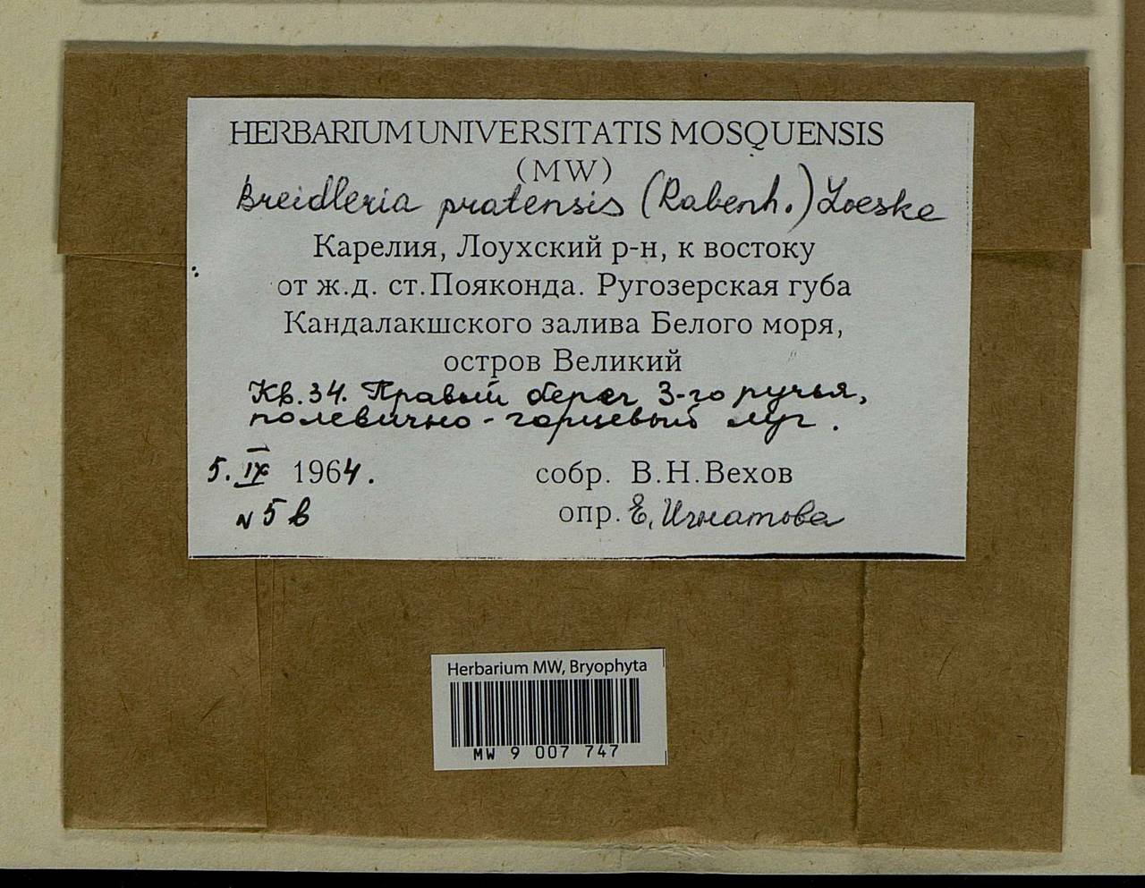 Stereodon pratensis (W.D.J. Koch ex Spruce) Warnst., Bryophytes, Bryophytes - Karelia, Leningrad & Murmansk Oblasts (B4) (Russia)