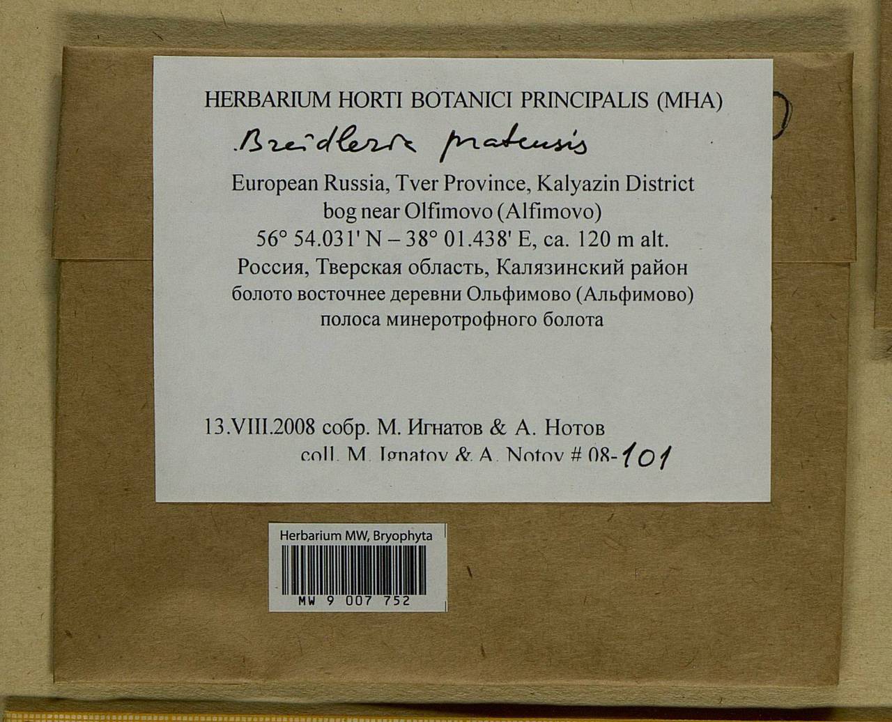 Stereodon pratensis (W.D.J. Koch ex Spruce) Warnst., Bryophytes, Bryophytes - Middle Russia (B6) (Russia)