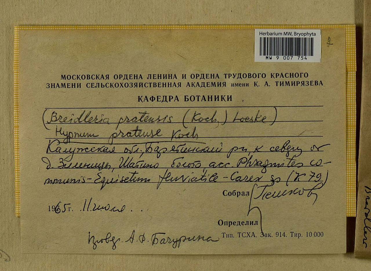 Stereodon pratensis (W.D.J. Koch ex Spruce) Warnst., Bryophytes, Bryophytes - Middle Russia (B6) (Russia)
