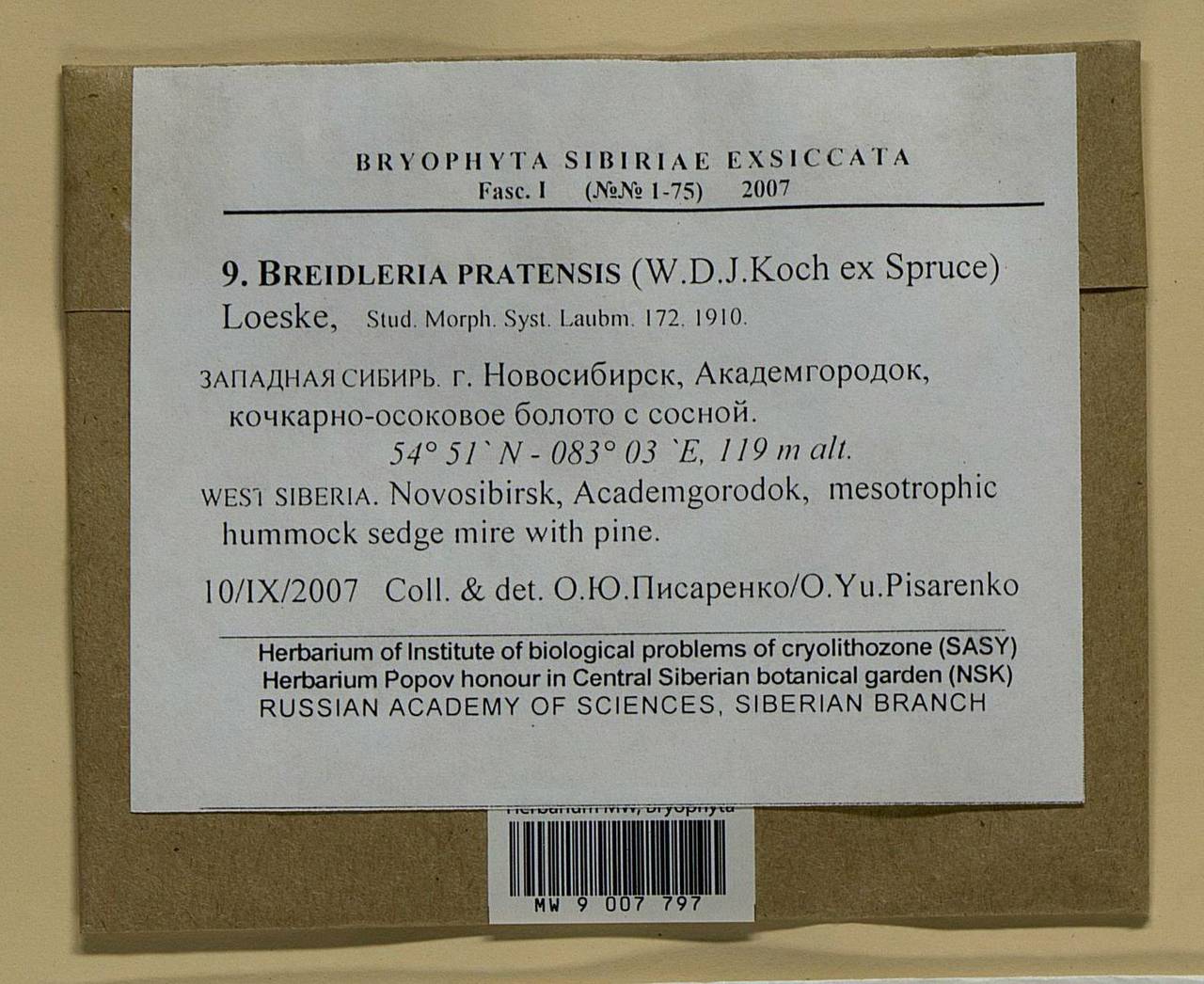 Stereodon pratensis (W.D.J. Koch ex Spruce) Warnst., Bryophytes, Bryophytes - Western Siberia (including Altai) (B15) (Russia)