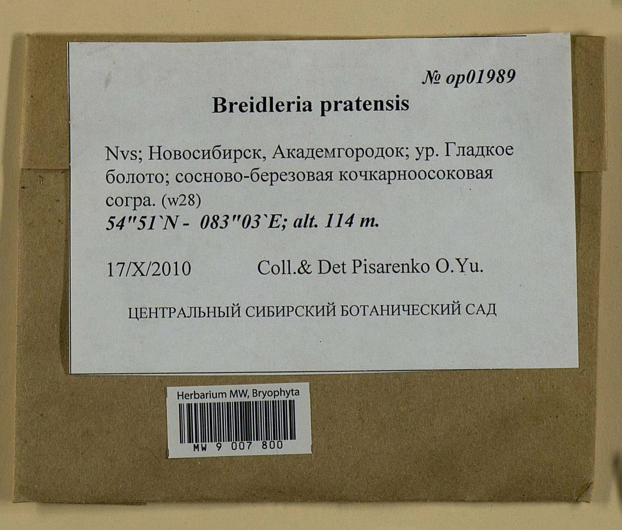 Stereodon pratensis (W.D.J. Koch ex Spruce) Warnst., Bryophytes, Bryophytes - Western Siberia (including Altai) (B15) (Russia)