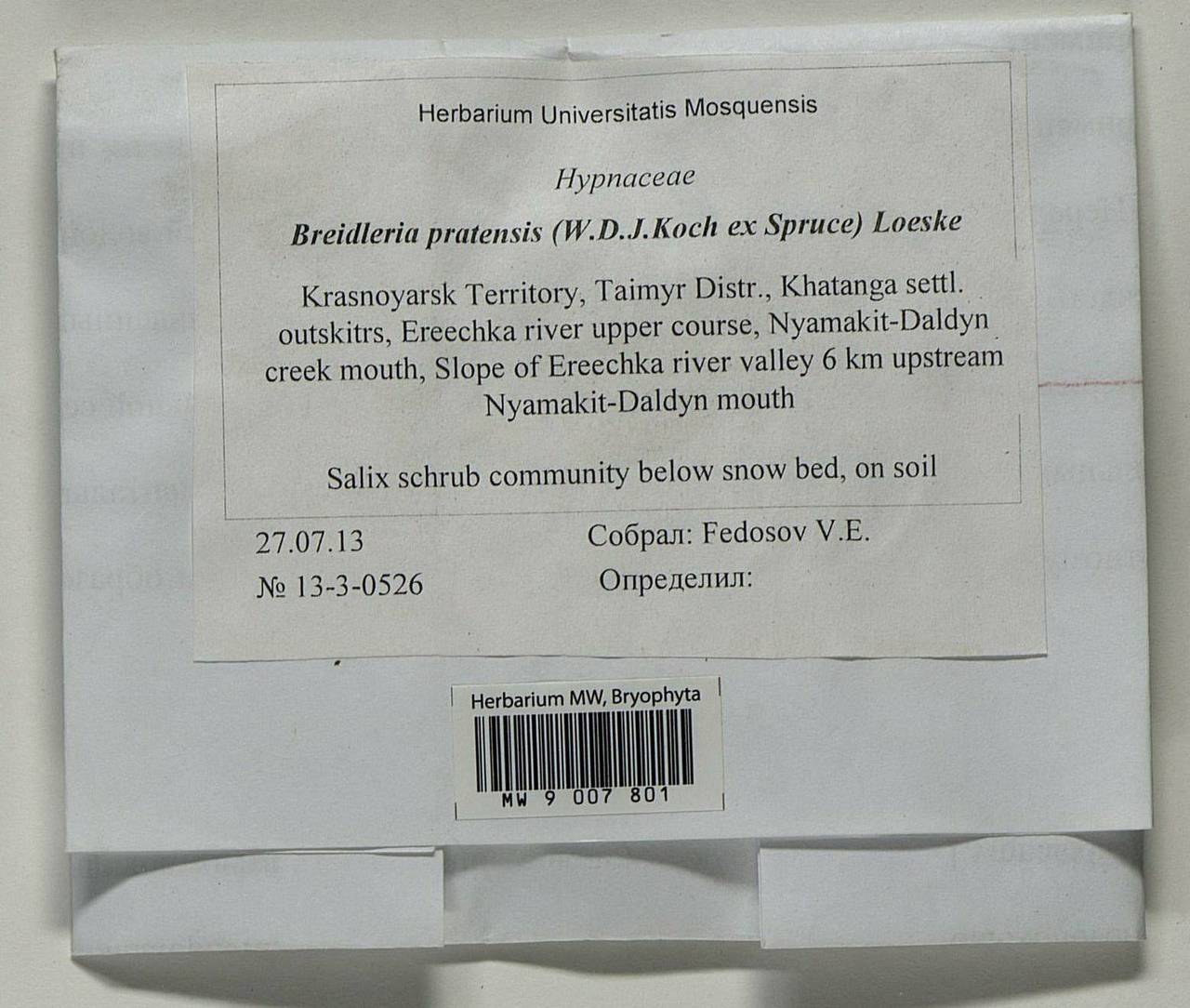 Stereodon pratensis (W.D.J. Koch ex Spruce) Warnst., Bryophytes, Bryophytes - Krasnoyarsk Krai, Tyva & Khakassia (B17) (Russia)