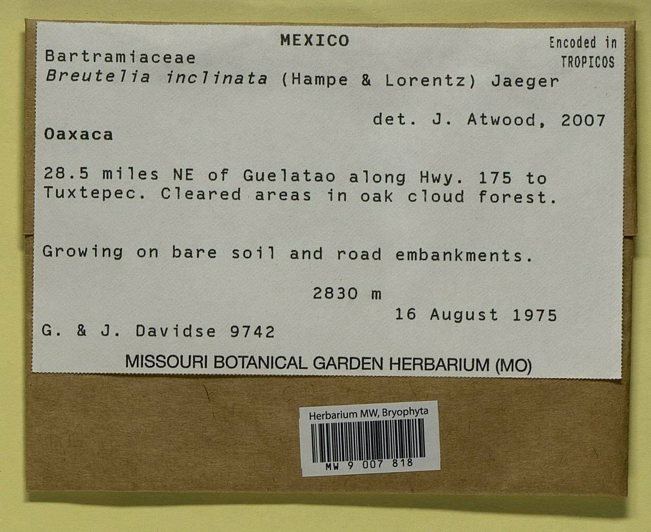 Breutelia inclinata (Hampe & Lorentz) A. Jaeger, Bryophytes, Bryophytes - America (BAm) (Mexico)