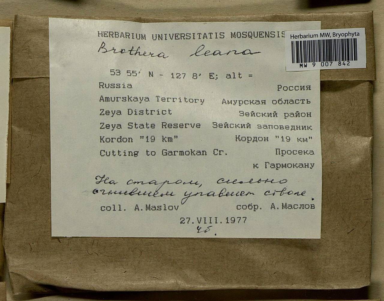 Brothera leana (Sull.) Müll. Hal., Bryophytes, Bryophytes - Russian Far East (excl. Chukotka & Kamchatka) (B20) (Russia)