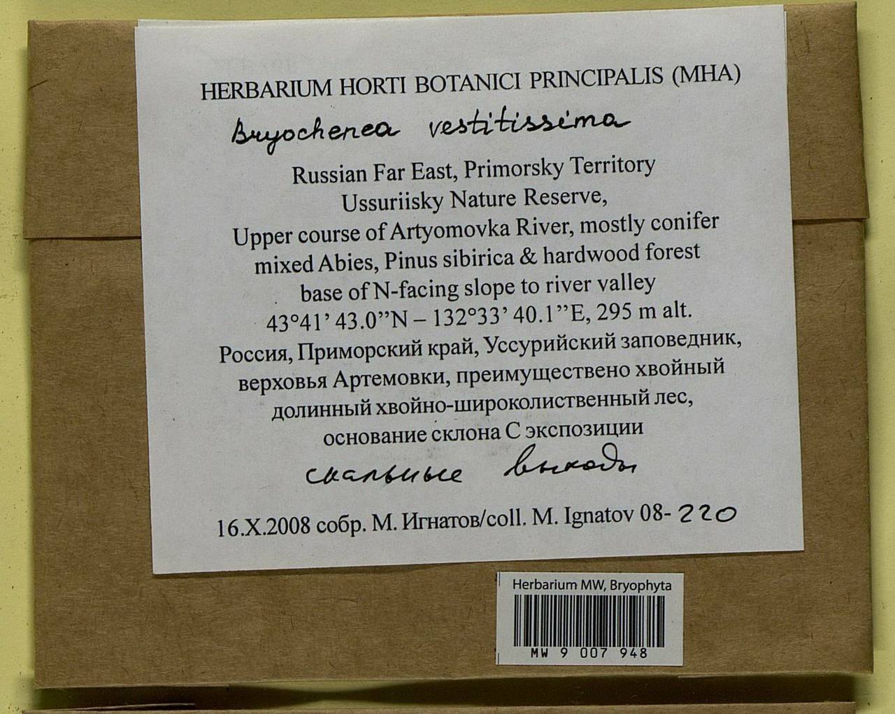 Bryochenea vestitissima (Besch.) Touw, Bryophytes, Bryophytes - Russian Far East (excl. Chukotka & Kamchatka) (B20) (Russia)