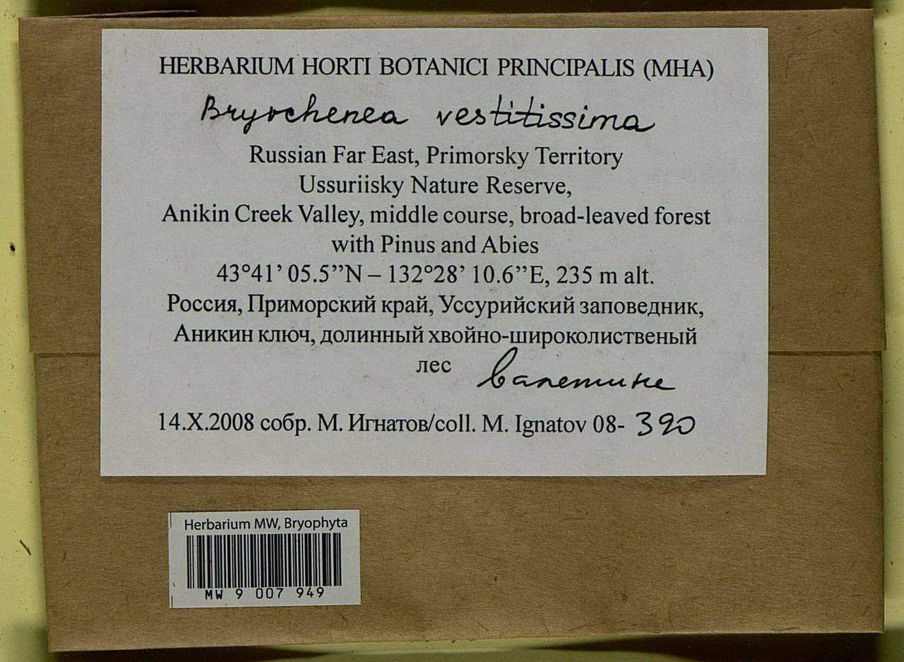 Bryochenea vestitissima (Besch.) Touw, Bryophytes, Bryophytes - Russian Far East (excl. Chukotka & Kamchatka) (B20) (Russia)