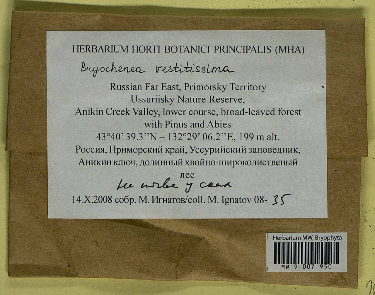 Bryochenea vestitissima (Besch.) Touw, Bryophytes, Bryophytes - Russian Far East (excl. Chukotka & Kamchatka) (B20) (Russia)
