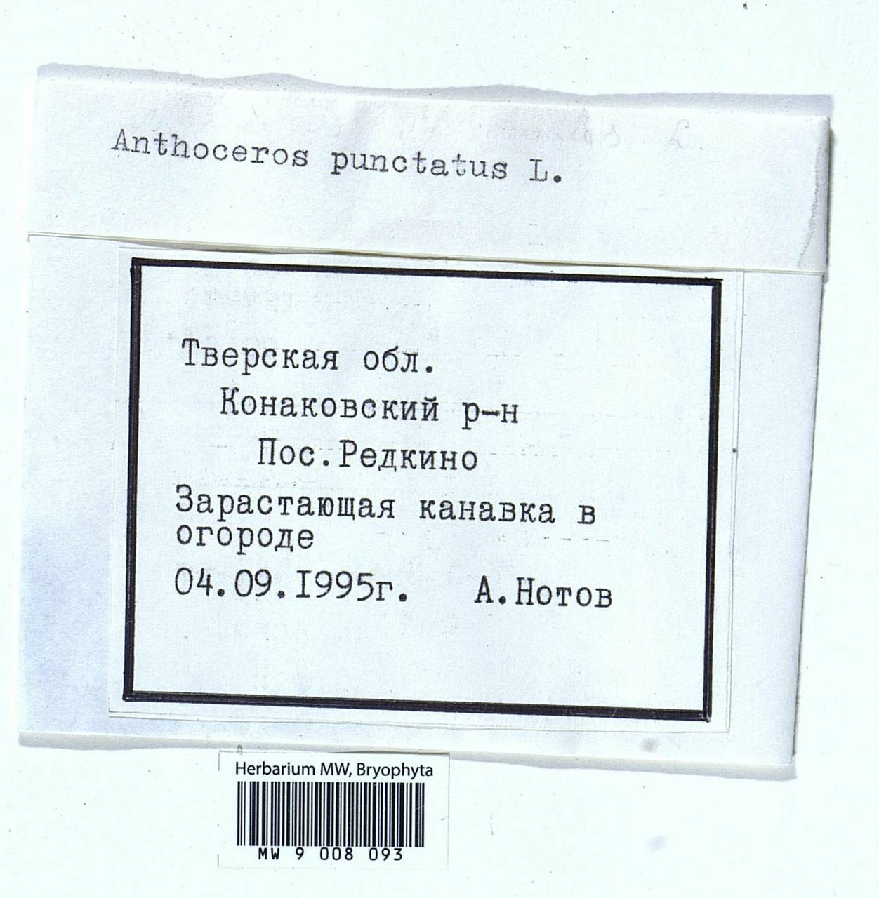 Anthoceros punctatus L., Bryophytes, Bryophytes - Middle Russia (B6) (Russia)