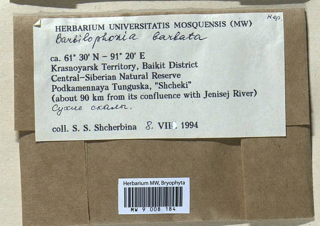 Barbilophozia barbata (Schmidel ex Schreb.) Loeske, Bryophytes, Bryophytes - Krasnoyarsk Krai, Tyva & Khakassia (B17) (Russia)
