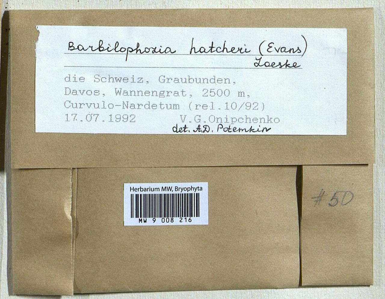 Barbilophozia hatcheri (A. Evans) Loeske, Bryophytes, Bryophytes - Western Europe (BEu) (Switzerland)