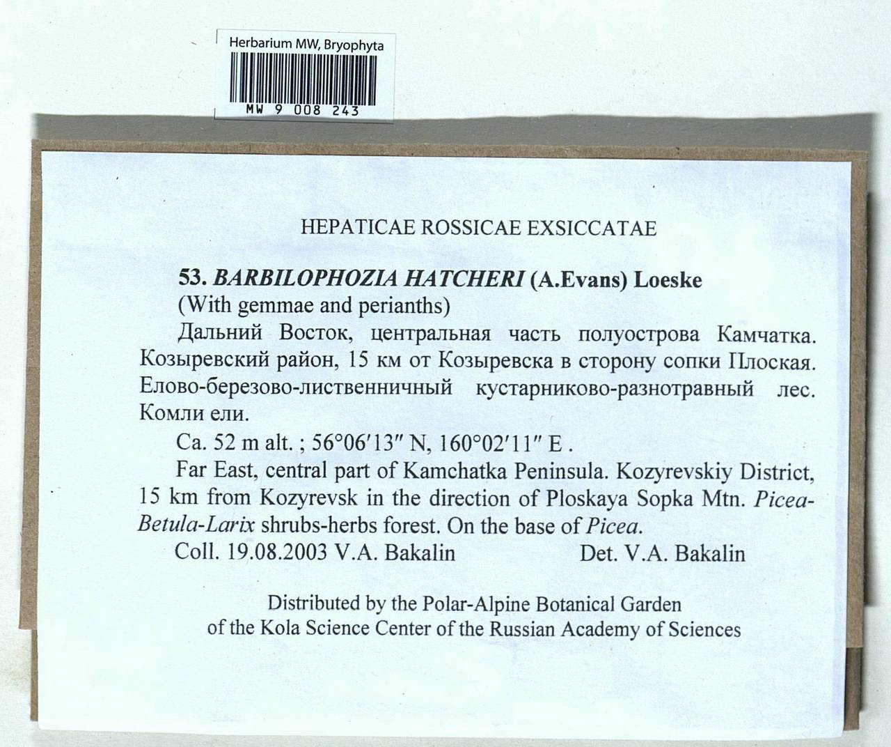 Barbilophozia hatcheri (A. Evans) Loeske, Bryophytes, Bryophytes - Chukotka & Kamchatka (B21) (Russia)