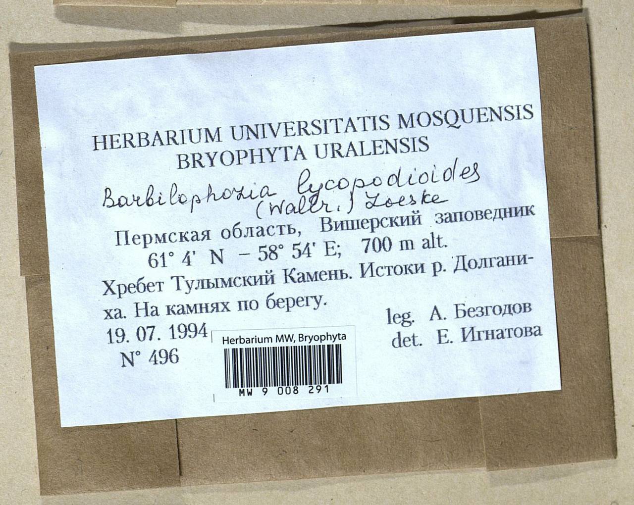 Barbilophozia lycopodioides (Wallr.) Loeske, Bryophytes, Bryophytes - Permsky Krai, Udmurt Republic, Sverdlovsk & Kirov Oblasts (B8) (Russia)
