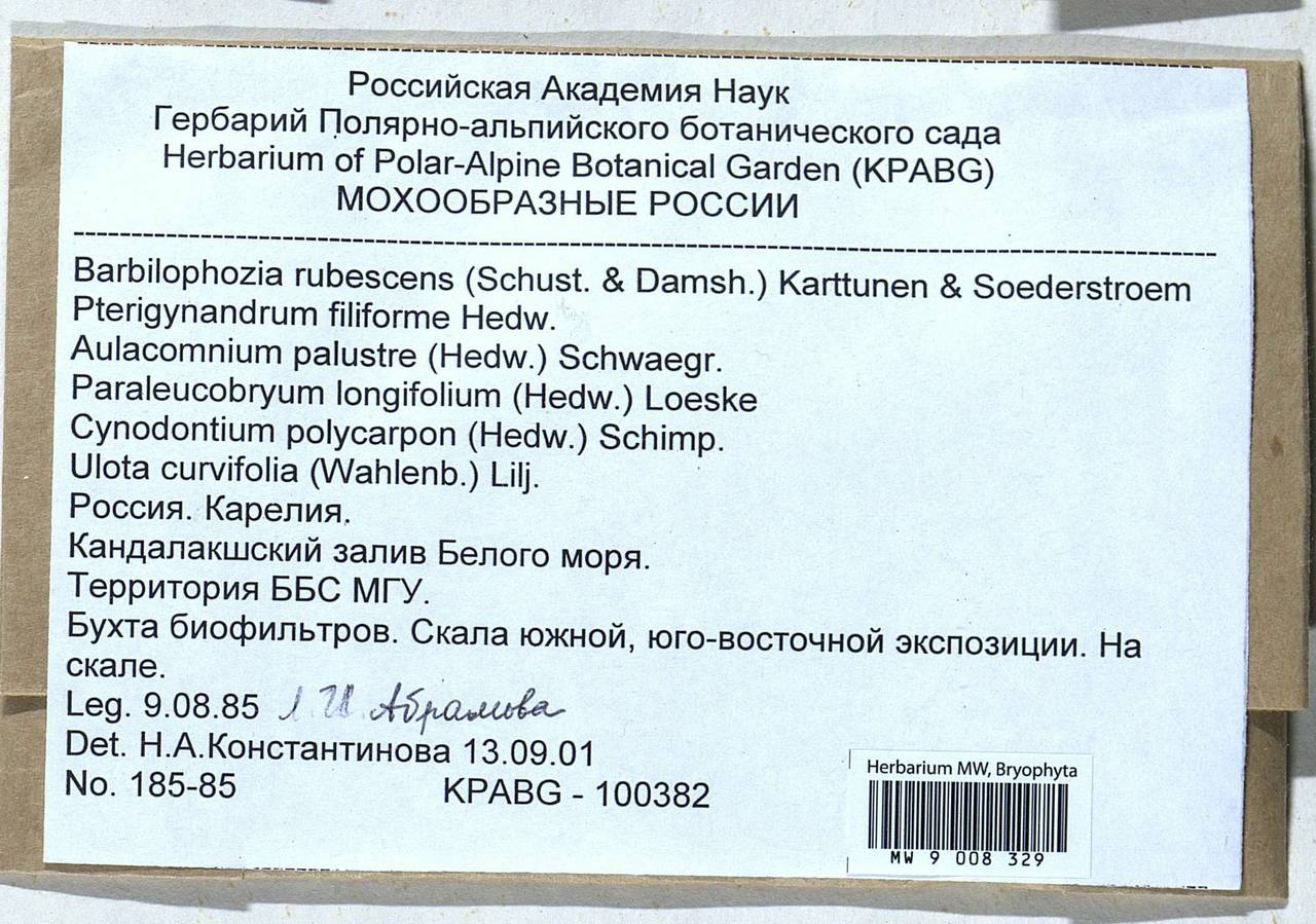 Barbilophozia rubescens (R.M. Schust. & Damsh.) Kartt. & L. Söderstr., Bryophytes, Bryophytes - Karelia, Leningrad & Murmansk Oblasts (B4) (Russia)