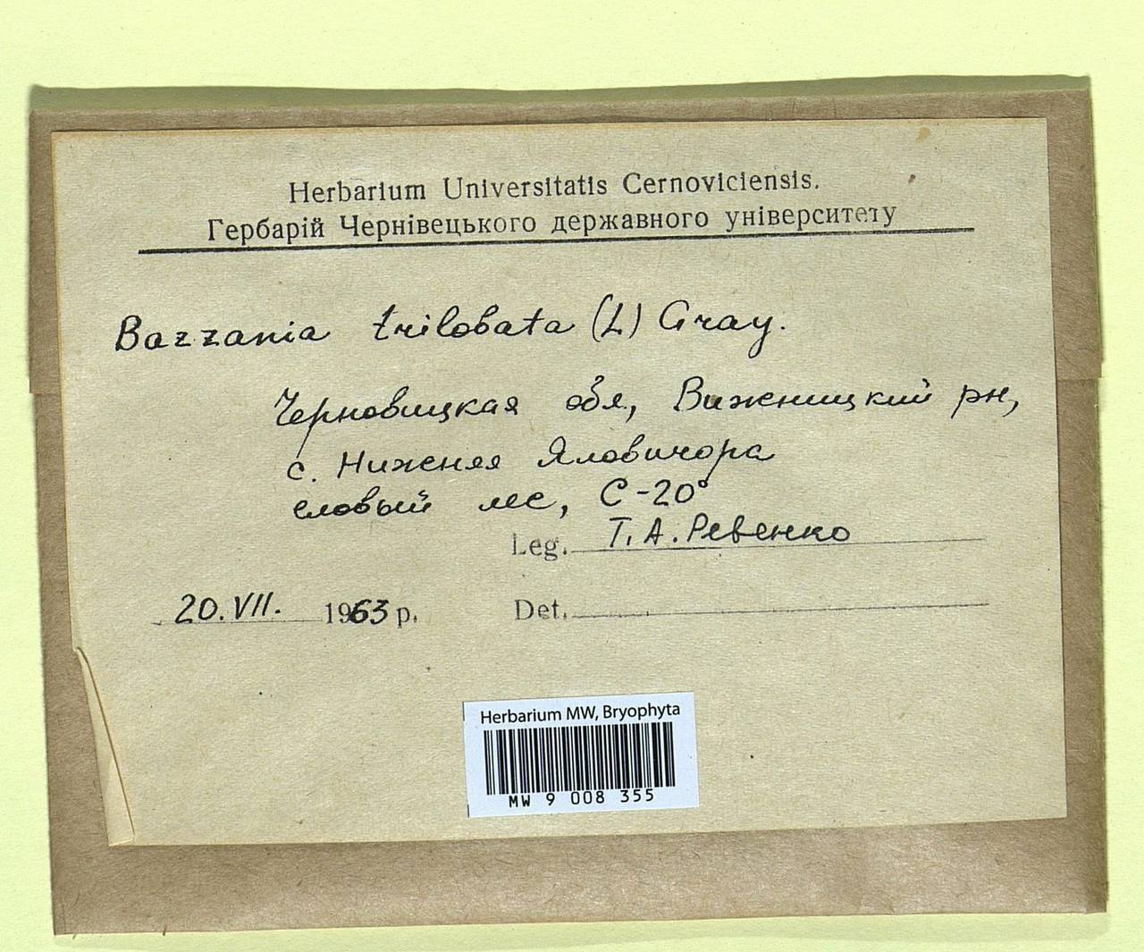 Bazzania trilobata (L.) Gray, Bryophytes, Bryophytes - Ukraine & Moldova (B3)