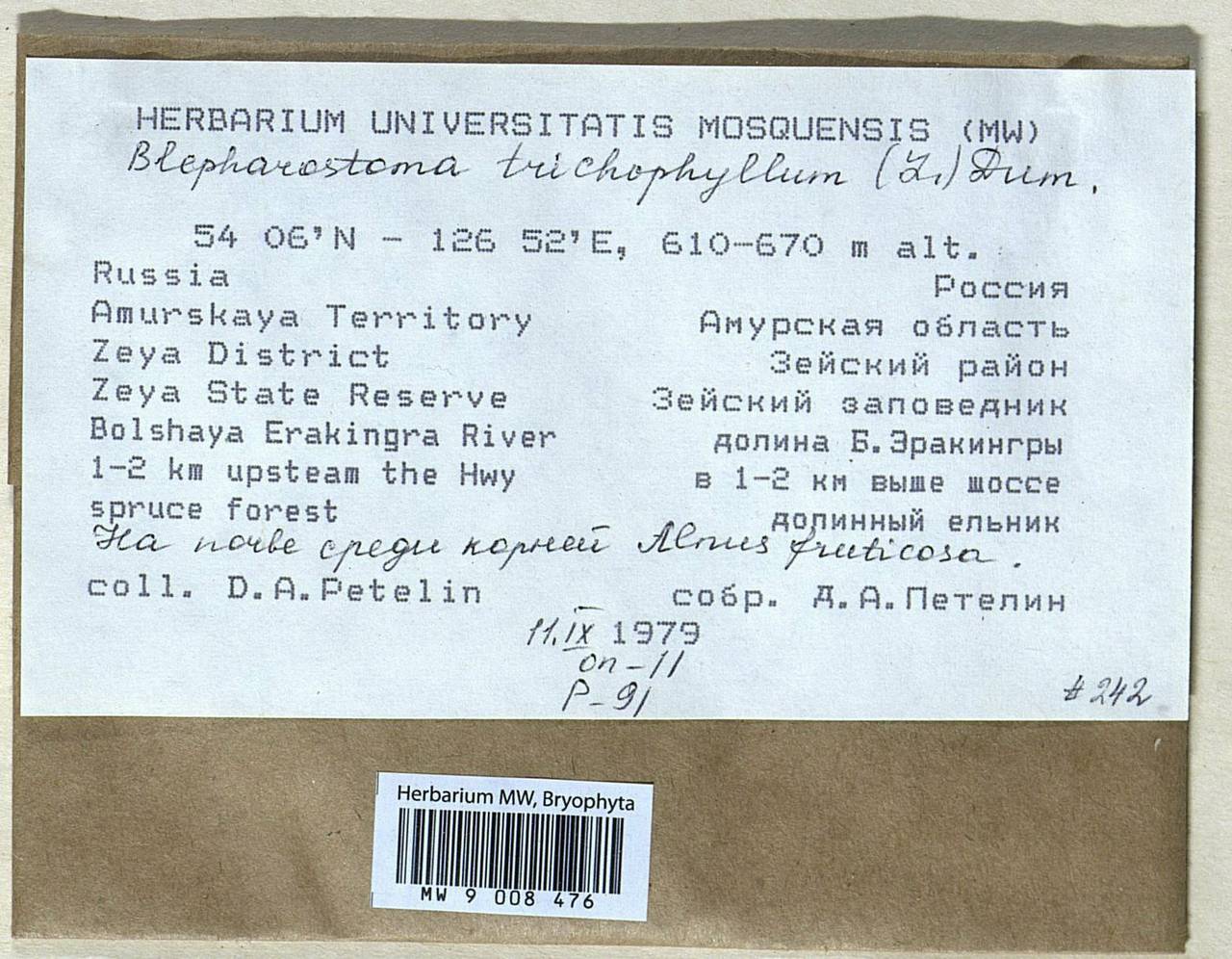 Blepharostoma trichophyllum (L.) Dumort., Bryophytes, Bryophytes - Russian Far East (excl. Chukotka & Kamchatka) (B20) (Russia)