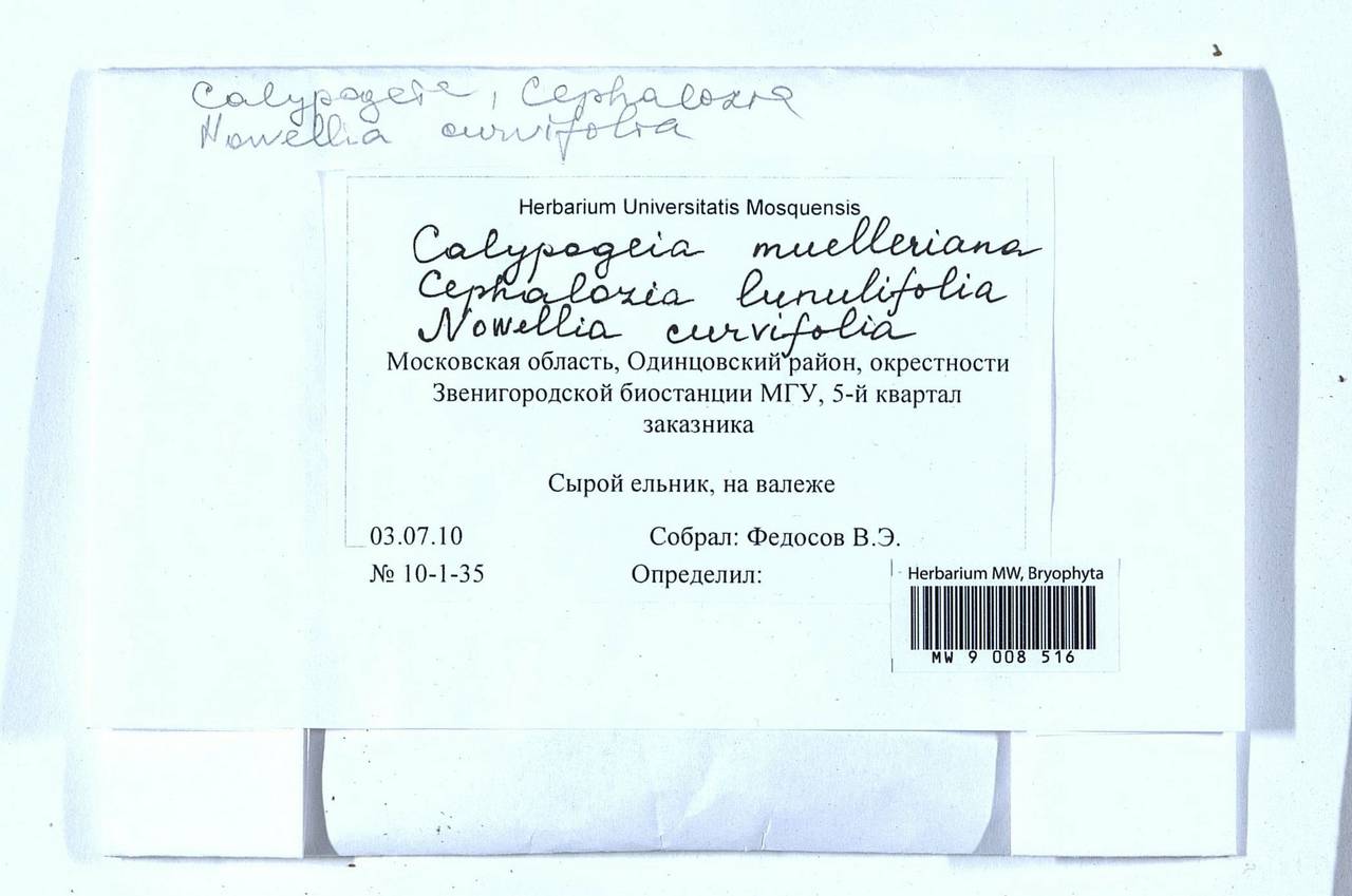 Calypogeia muelleriana (Schiffn.) Müll. Frib., Bryophytes, Bryophytes - Moscow City & Moscow Oblast (B6a) (Russia)