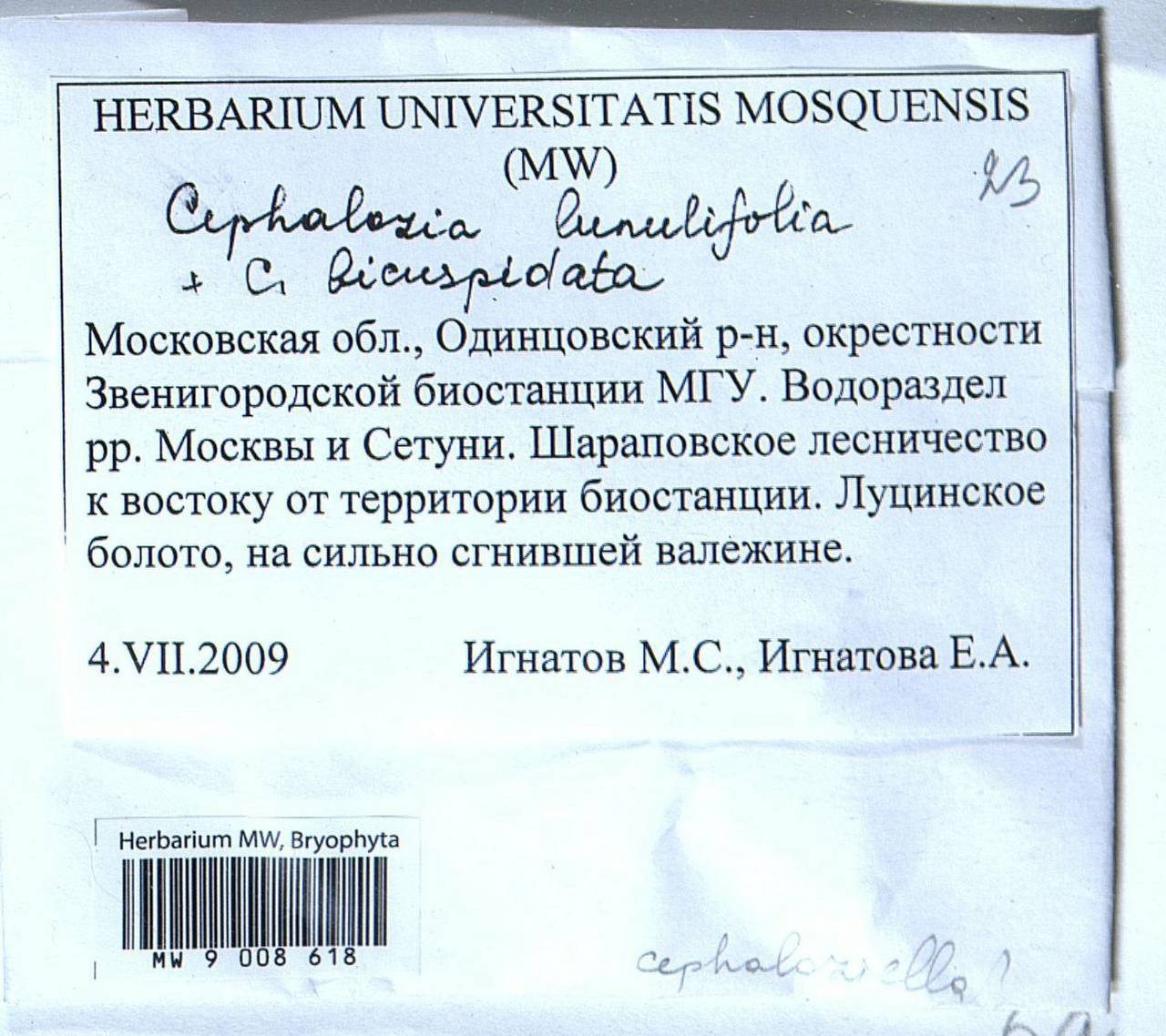 Fuscocephaloziopsis lunulifolia (Dumort.) Váňa & L. Söderstr., Bryophytes, Bryophytes - Moscow City & Moscow Oblast (B6a) (Russia)
