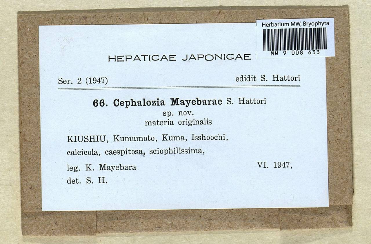 Mesoptychia mayebarae (S. Hatt.) L. Söderstr. & Váňa, Bryophytes, Bryophytes - Asia (outside ex-Soviet states) (BAs) (Japan)