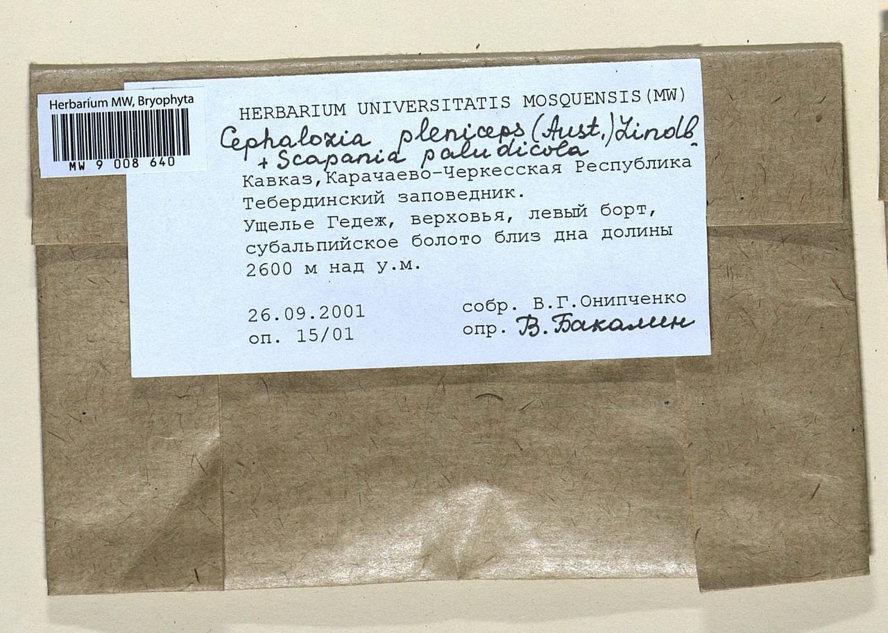 Fuscocephaloziopsis pleniceps (Austin) Váňa & L. Söderstr., Bryophytes, Bryophytes - North Caucasus & Ciscaucasia (B12) (Russia)