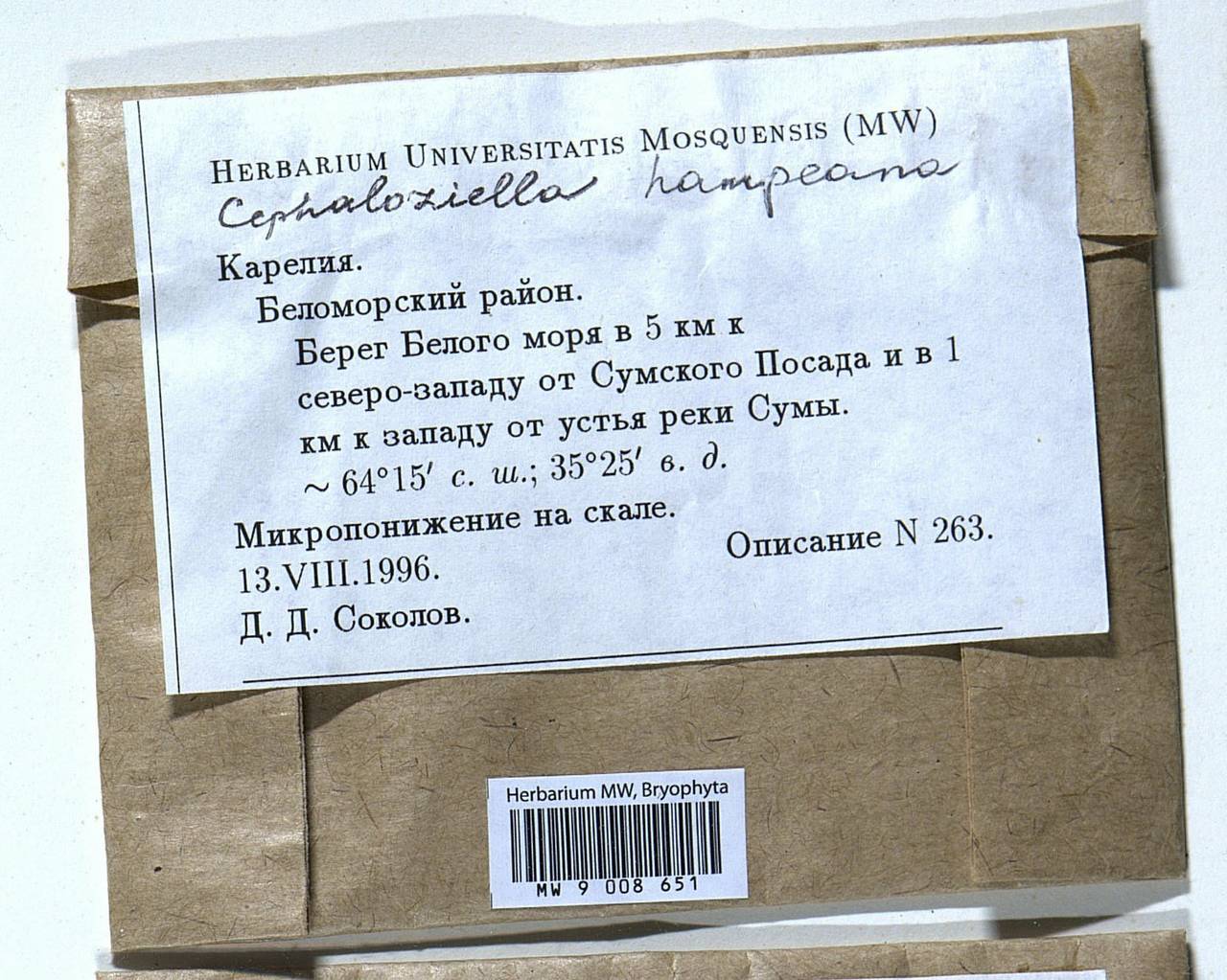Cephaloziella hampeana (Nees) Schiffn. ex Loeske, Bryophytes, Bryophytes - Karelia, Leningrad & Murmansk Oblasts (B4) (Russia)