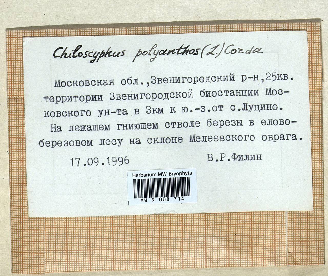 Chiloscyphus polyanthos (L.) Corda, Bryophytes, Bryophytes - Moscow City & Moscow Oblast (B6a) (Russia)