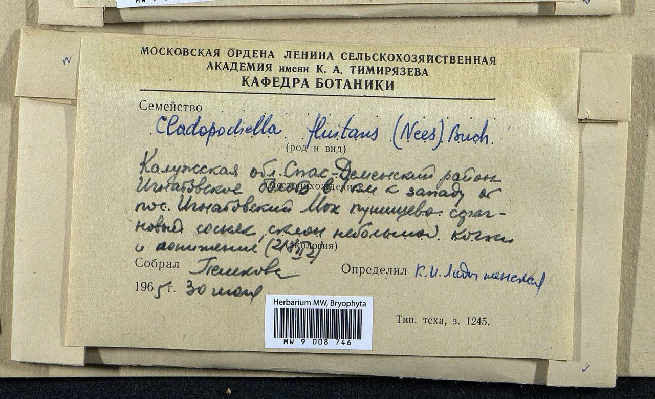 Odontoschisma fluitans (Nees) L. Söderstr. & Váňa, Bryophytes, Bryophytes - Middle Russia (B6) (Russia)