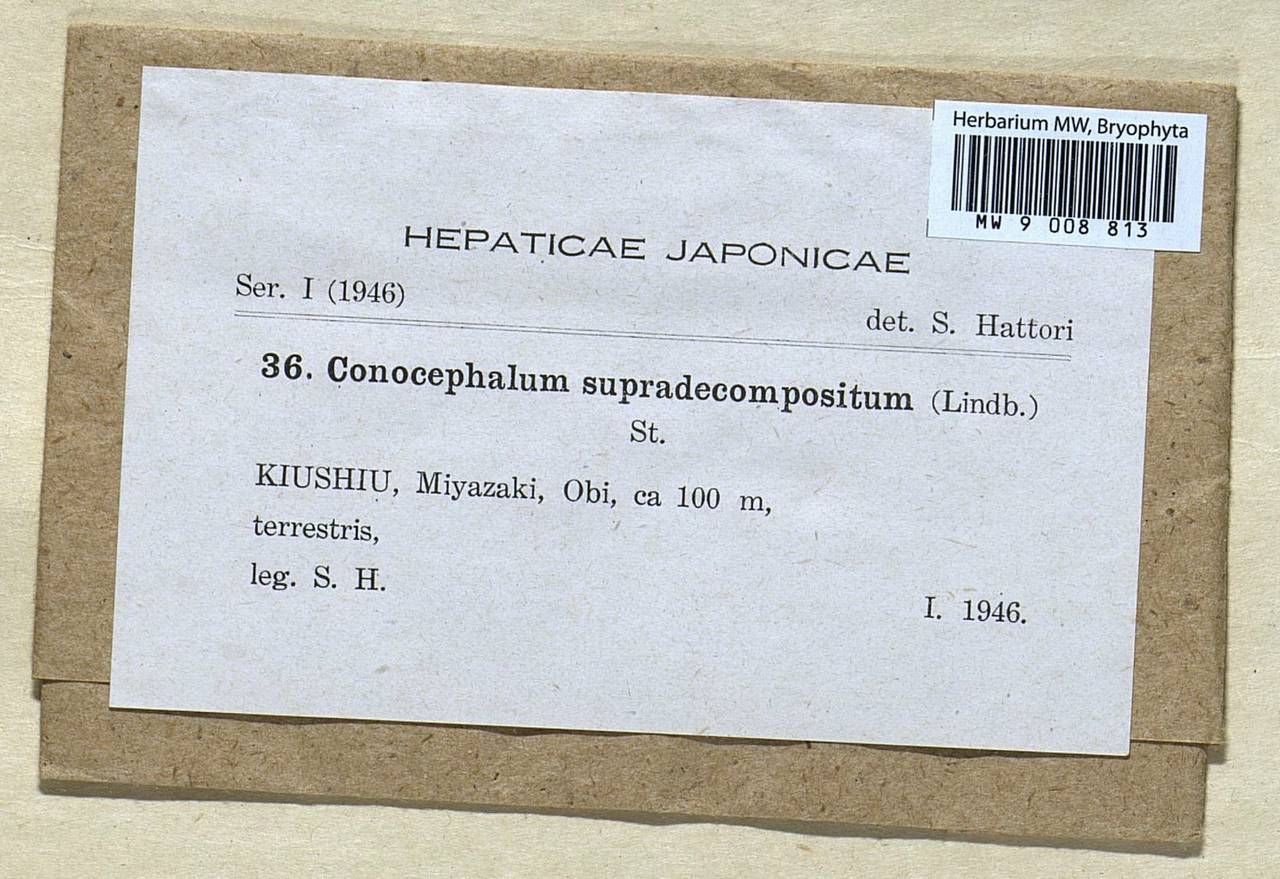 Sandea japonica Steph. ex Yoshin., Bryophytes, Bryophytes - Asia (outside ex-Soviet states) (BAs) (Japan)