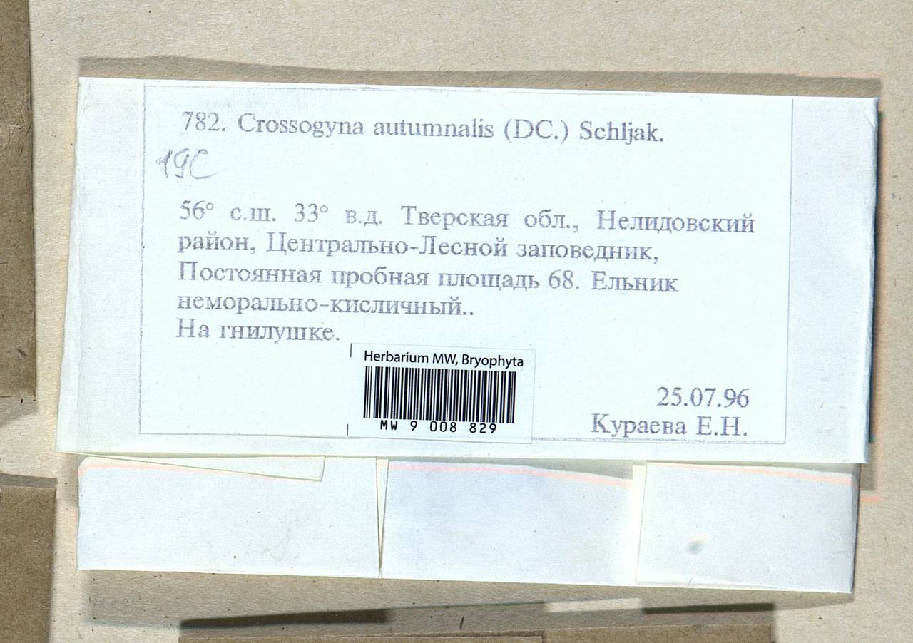 Syzygiella autumnalis (DC.) K. Feldberg, Váňa, Hentschel & Heinrichs, Bryophytes, Bryophytes - Middle Russia (B6) (Russia)