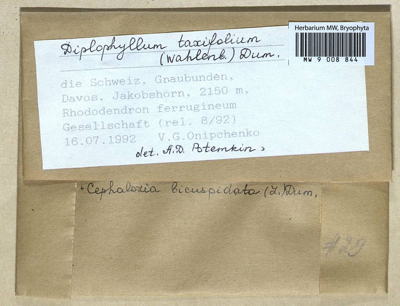 Diplophyllum taxifolium (Wahlenb.) Dumort., Bryophytes, Bryophytes - Western Europe (BEu) (Switzerland)