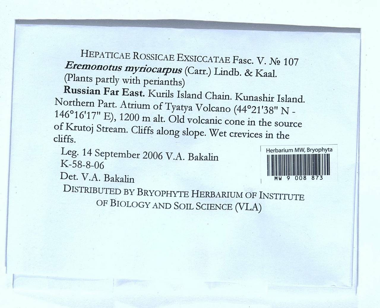 Eremonotus myriocarpus (Carrington) Lindb. & Kaal., Bryophytes, Bryophytes - Russian Far East (excl. Chukotka & Kamchatka) (B20) (Russia)
