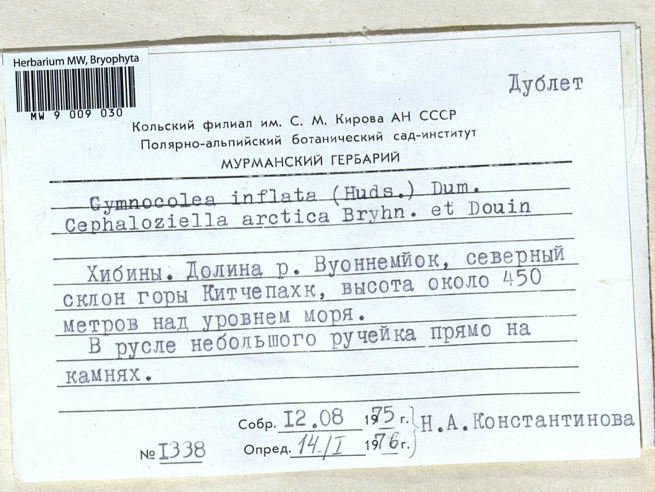 Gymnocolea inflata (Huds.) Dumort., Bryophytes, Bryophytes - Karelia, Leningrad & Murmansk Oblasts (B4) (Russia)