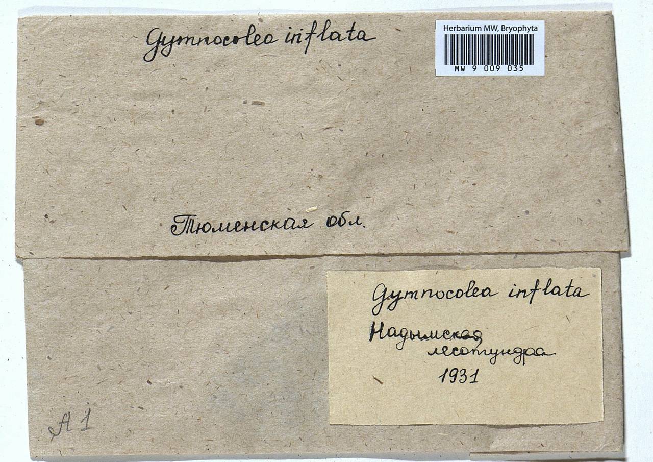 Gymnocolea inflata (Huds.) Dumort., Bryophytes, Bryophytes - Western Siberia (including Altai) (B15) (Russia)