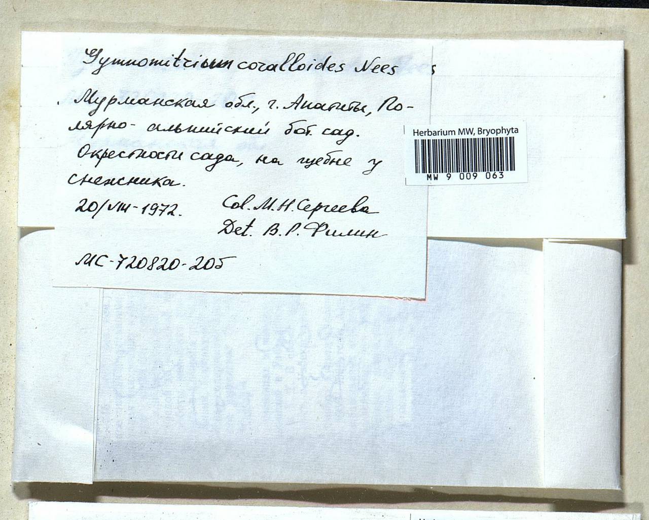 Gymnomitrion corallioides Nees, Bryophytes, Bryophytes - Karelia, Leningrad & Murmansk Oblasts (B4) (Russia)