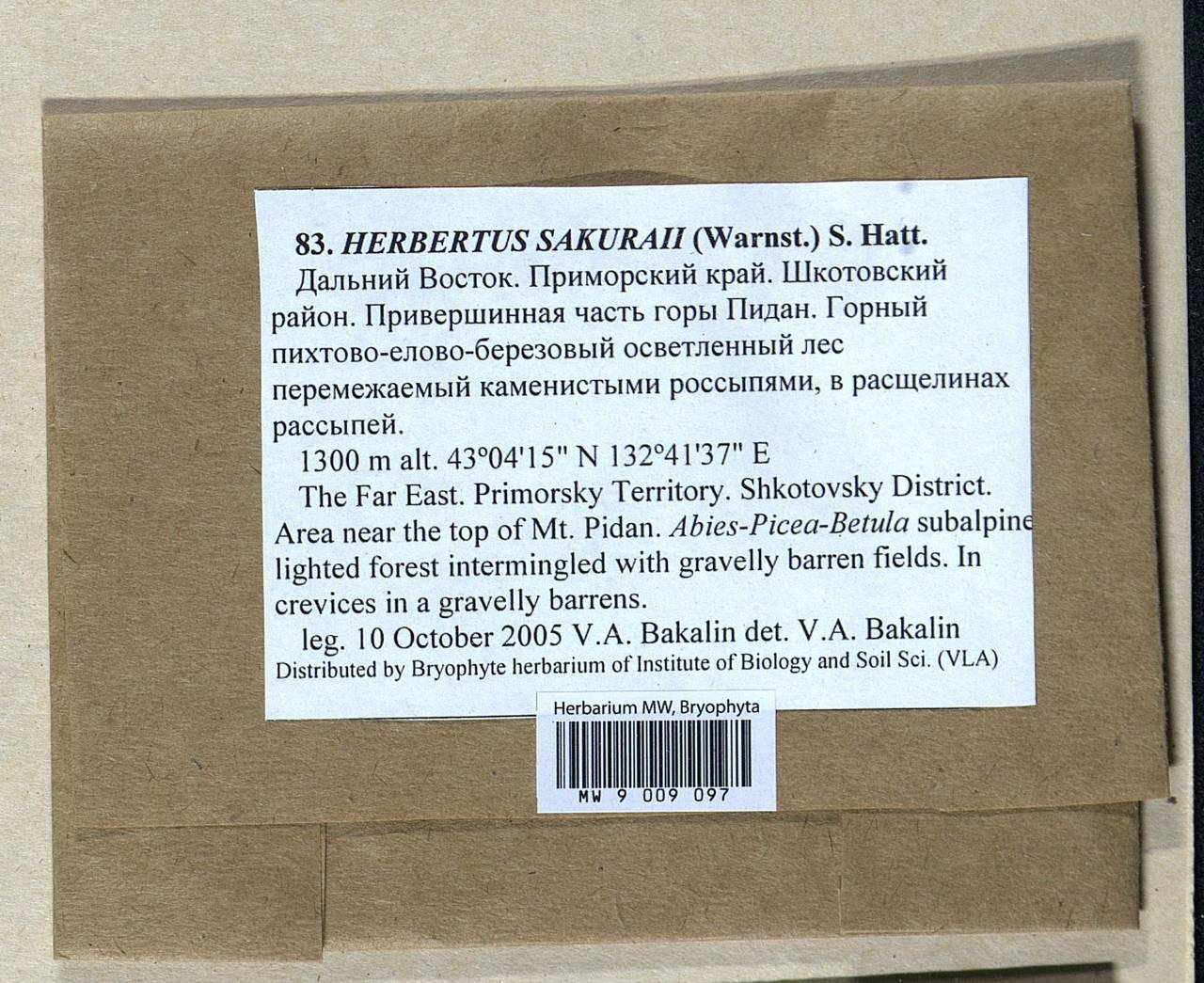 Herbertus dicranus (Taylor) Trevis., Bryophytes, Bryophytes - Russian Far East (excl. Chukotka & Kamchatka) (B20) (Russia)