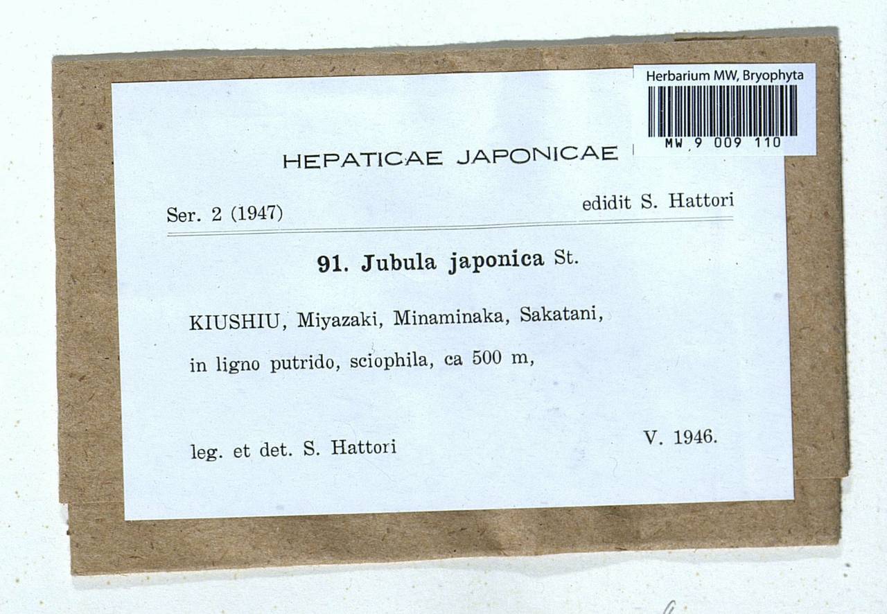 Jubula hutchinsiae subsp. japonica (Steph.) Horik. & Ando, Bryophytes, Bryophytes - Asia (outside ex-Soviet states) (BAs) (Japan)