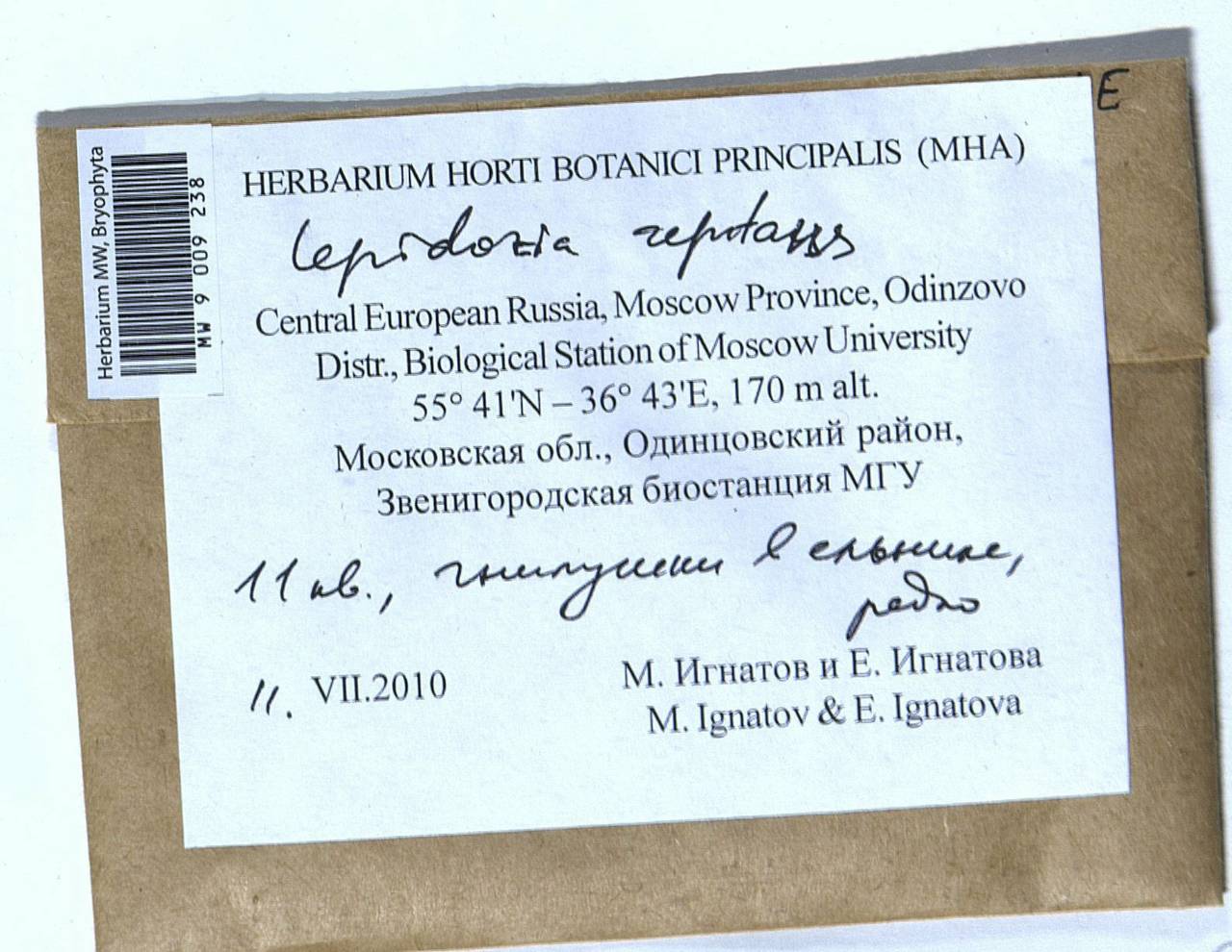 Lepidozia reptans (L.) Dumort., Bryophytes, Bryophytes - Moscow City & Moscow Oblast (B6a) (Russia)