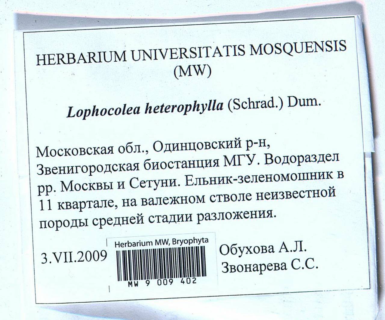 Lophocolea heterophylla (Schrad.) Dumort., Bryophytes, Bryophytes - Moscow City & Moscow Oblast (B6a) (Russia)