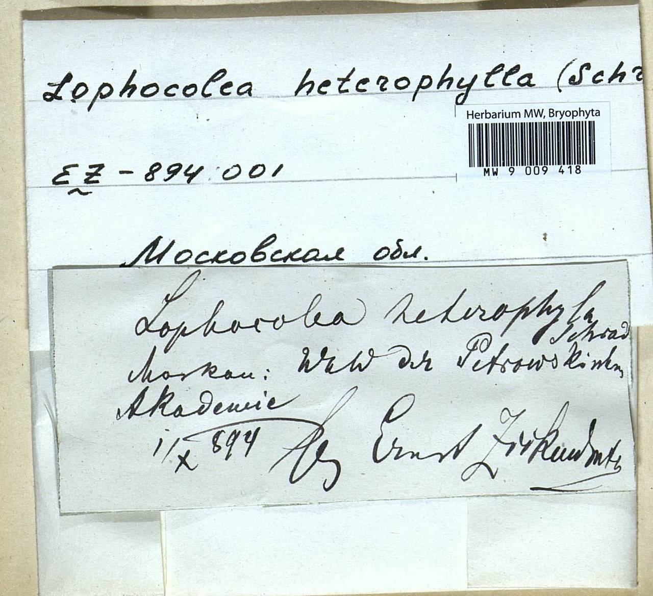 Lophocolea heterophylla (Schrad.) Dumort., Bryophytes, Bryophytes - Moscow City & Moscow Oblast (B6a) (Russia)