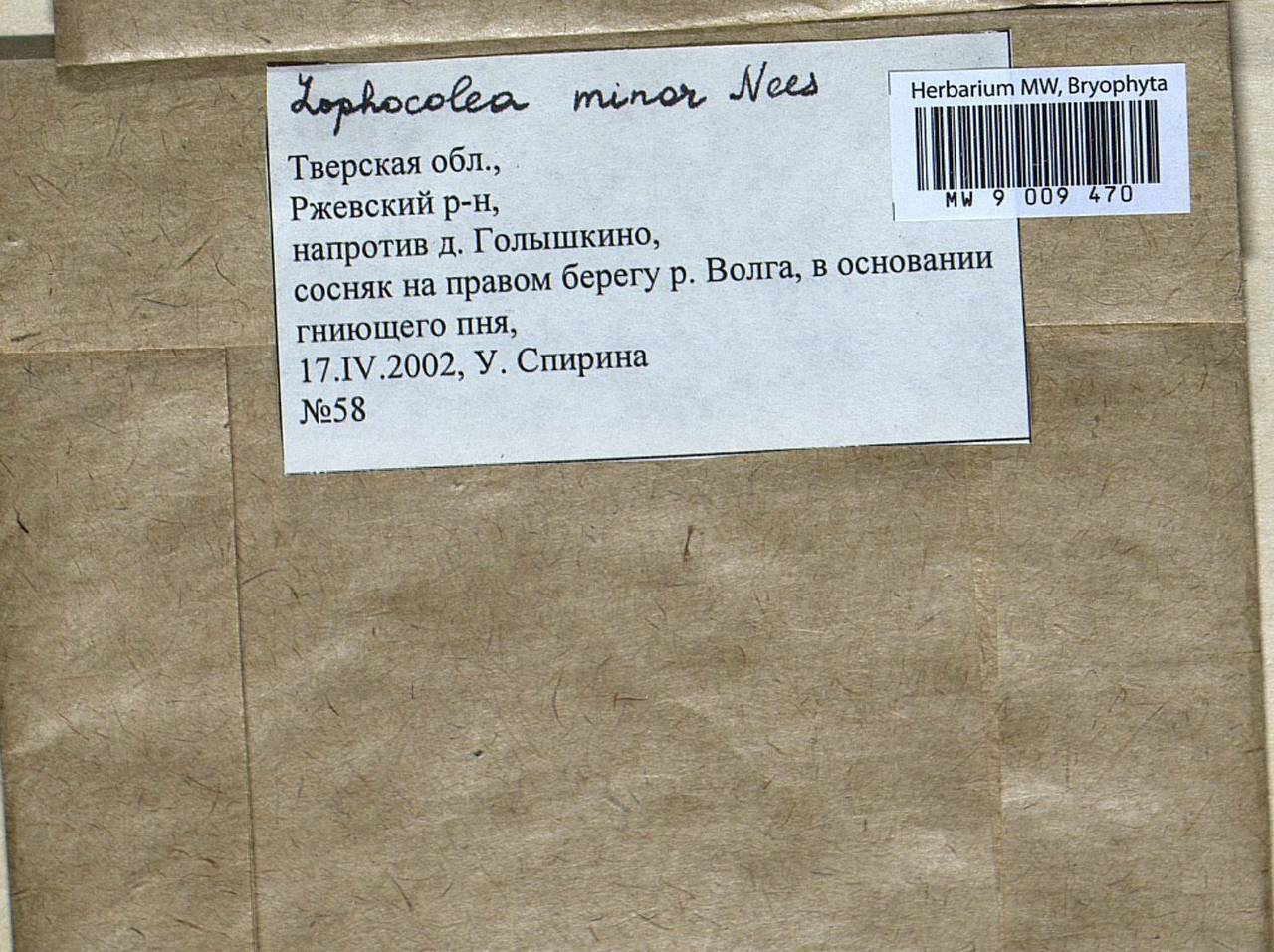 Lophocolea minor Nees, Bryophytes, Bryophytes - Middle Russia (B6) (Russia)