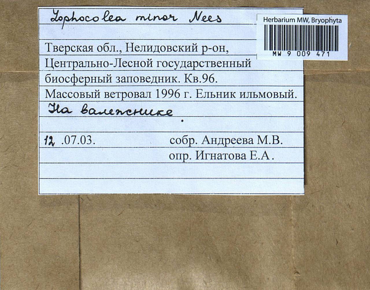 Lophocolea minor Nees, Bryophytes, Bryophytes - Middle Russia (B6) (Russia)