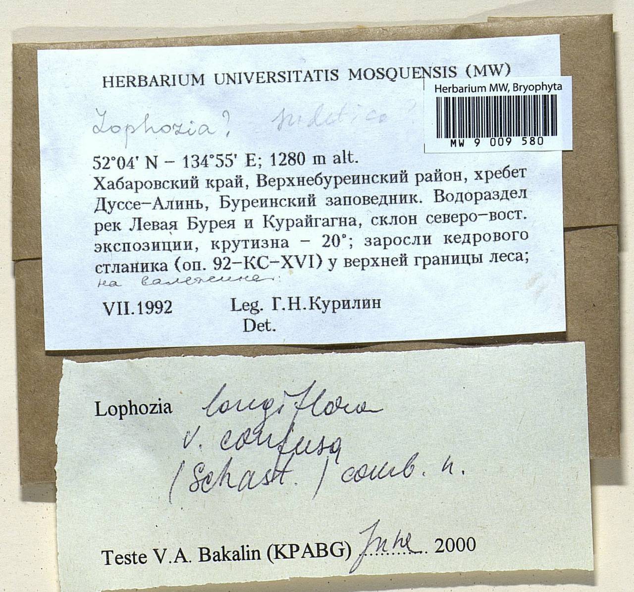 Lophozia longiflora (Nees) Schiffn., Bryophytes, Bryophytes - Russian Far East (excl. Chukotka & Kamchatka) (B20) (Russia)